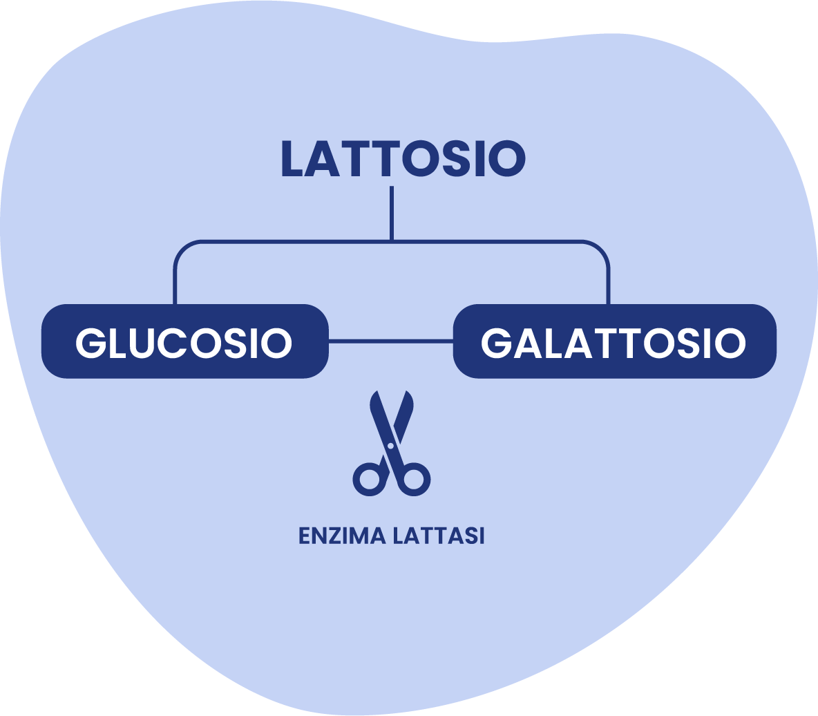 grafico scissione lattosio con l'enzima lattasi